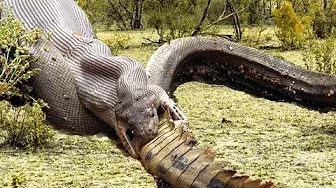 Extreme fight Crocodile vs Snake, Wild Animals Attack