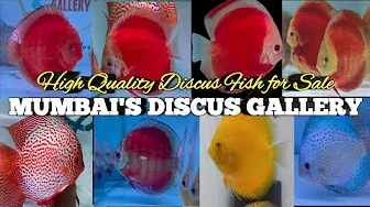 Mumbai's Discus Gallery | High quality discus fish for sale | discus fish | discus | discus ninja
