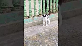 Cute Cat Is Walking In Front Of A  House
