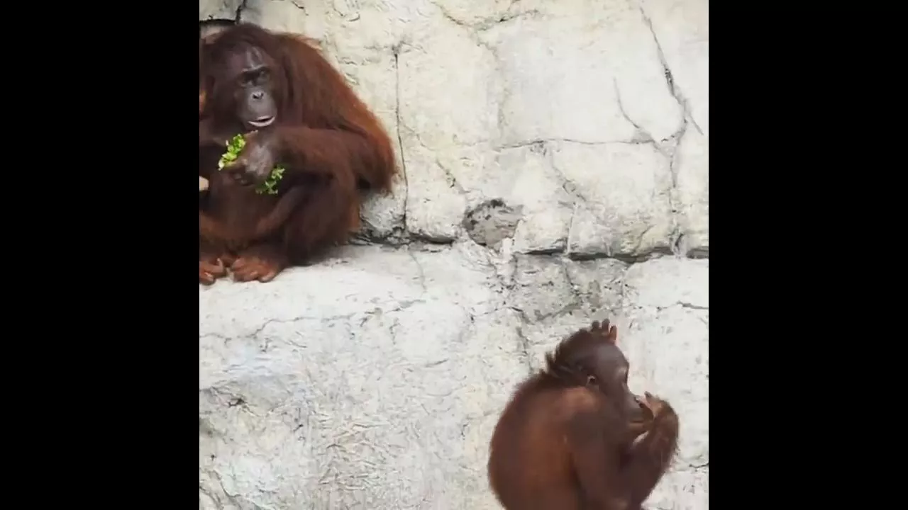 don't mess with mother orangutan!