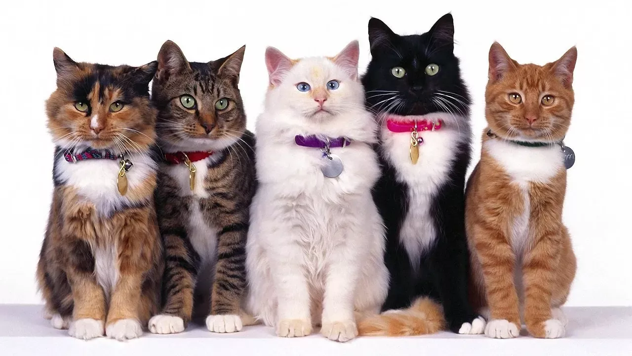 Особенности Кошек Разных Окрасов #кошки