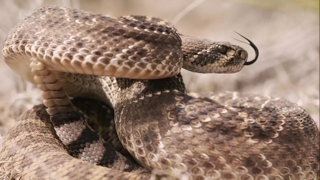 Супер-змея Америки: Техасский гремучник (Документальный фильм)