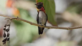 Male Bee Hummingbird