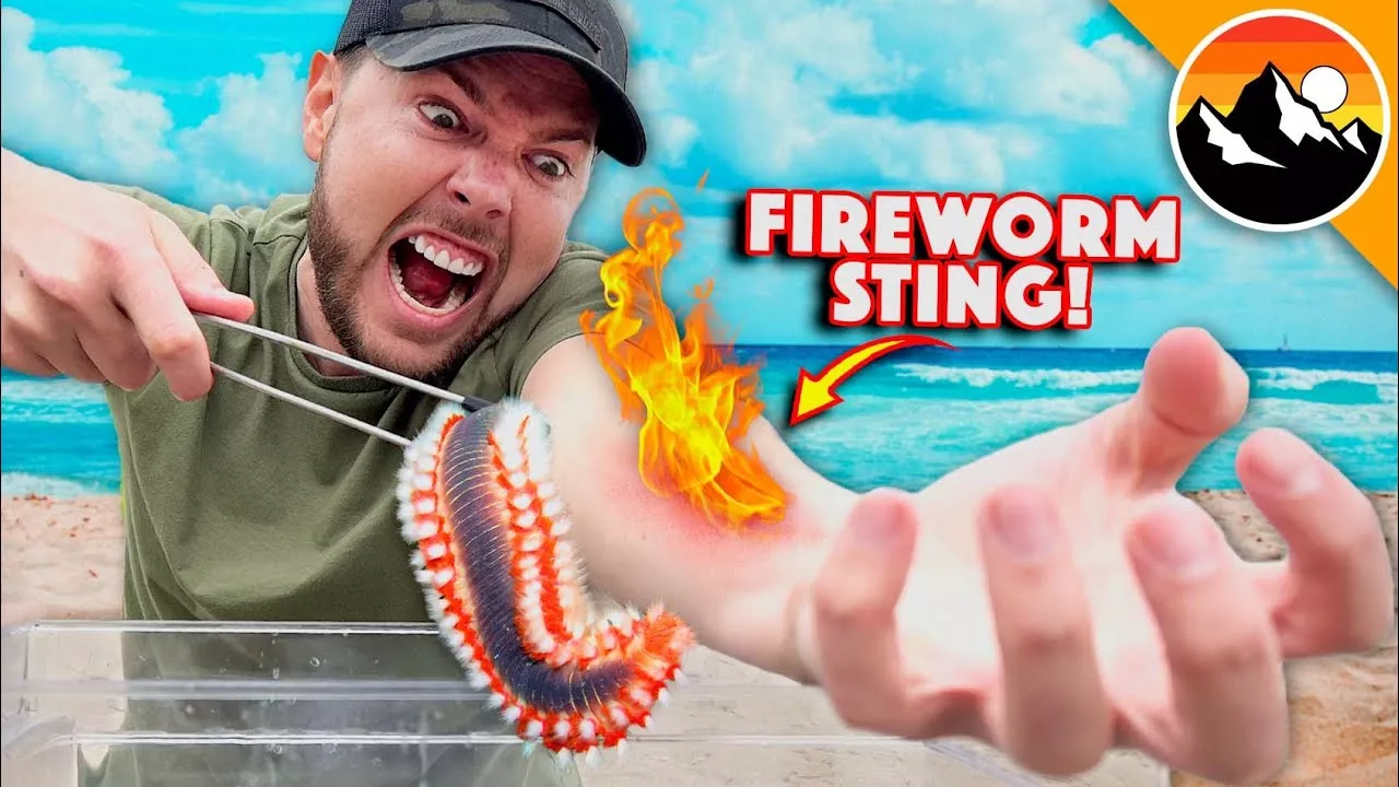 STUNG by a Fireworm!