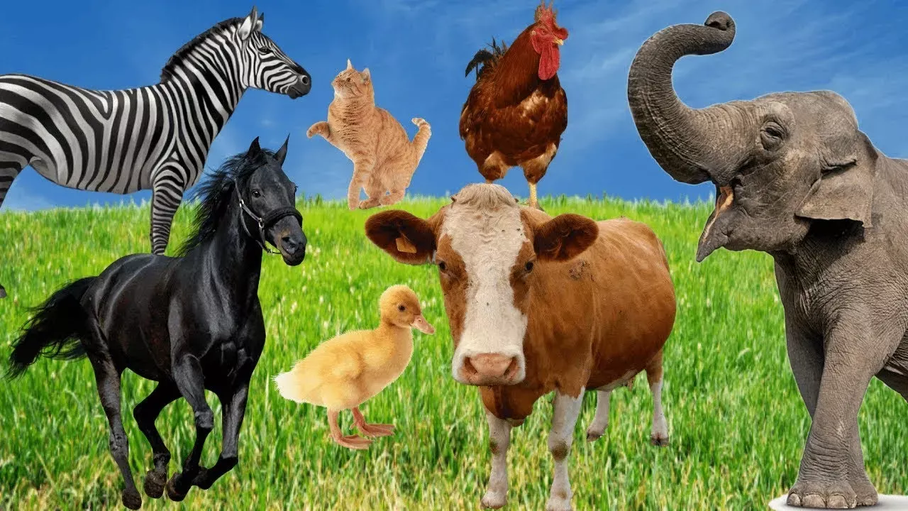 Sons dos Animais da Fazenda - vaca, cavalo, gato, elefante, porco, Animais da Família
