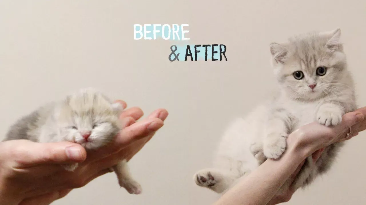 ✔️ Посмотрите, как растет британский котенок! 0-12 недель