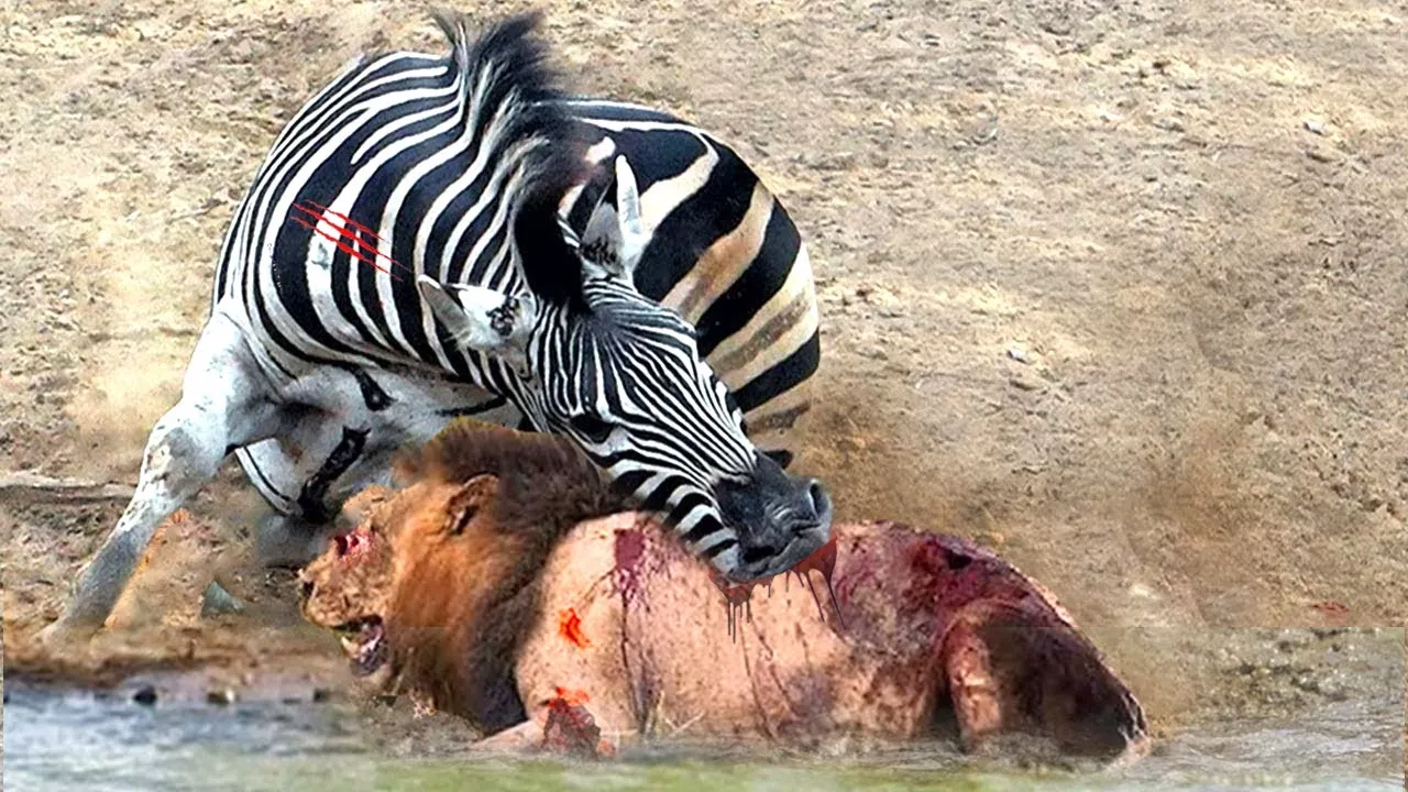 Amazing Counterattack! Super Zebra Alone Fight & Defeat Hungry Lion To Escape ►Wild Animals Attack
