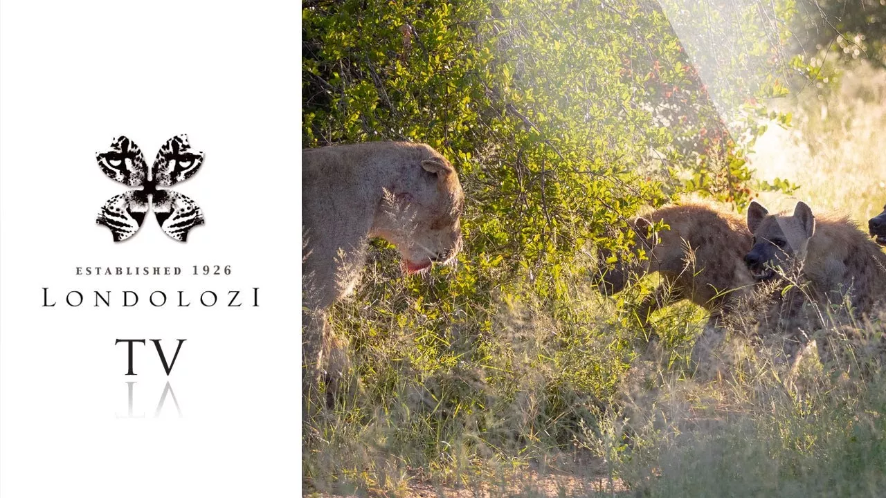 Lioness Battles 15 Hyenas - Londolozi TV