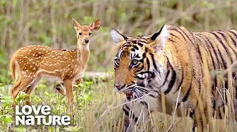 Starving Tiger Family Ambushes Herd of Deer | Love Nature