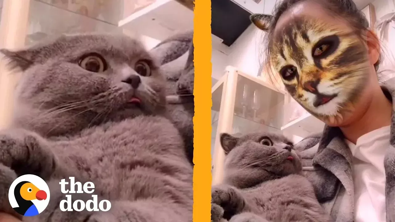These Cats Don't Know How to React to This Cat Face Filter | The Dodo | The Dodo