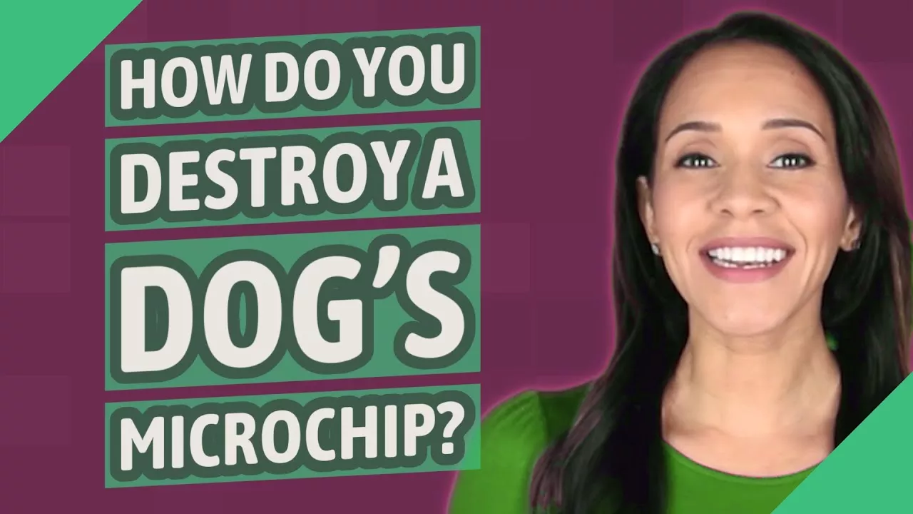 How do you destroy a dog's microchip?