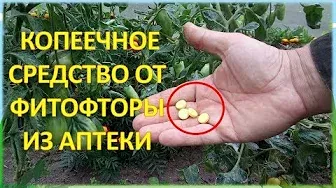 За ВОСЕМЬ рублей обработал от болезней ДВЕ теплицы с огурцами и томатами!!!  И фитофторы не будет!
