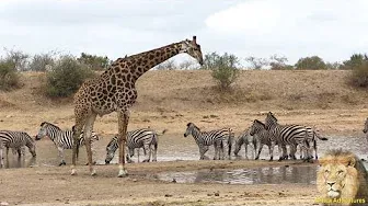 Giraffe and Zebra and Wildebeest - Amazing & Beautiful Interaction