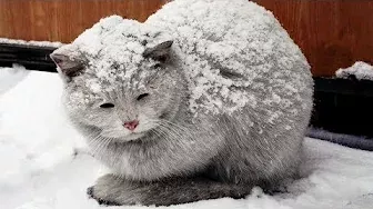 お腹を空かせた灰色の老猫が、寒さから逃れて団地の中に忍び込みました。そこに住んでいたのは・・・