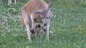 Baby kangaroo (joey) jumps out of pouch