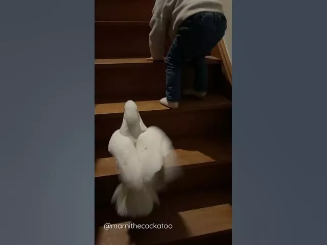Marni the cockatoo and Rémi climbing the stairs together. Who is the quickest?