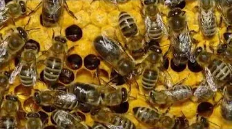 Бджолина цивілізація (коротко про бджіл)