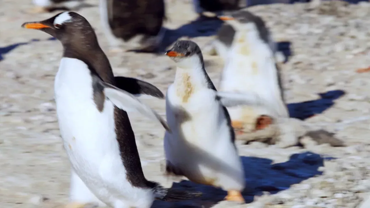 Baby Penguin Annoys Neighbour | Penguin Post Office | BBC Earth