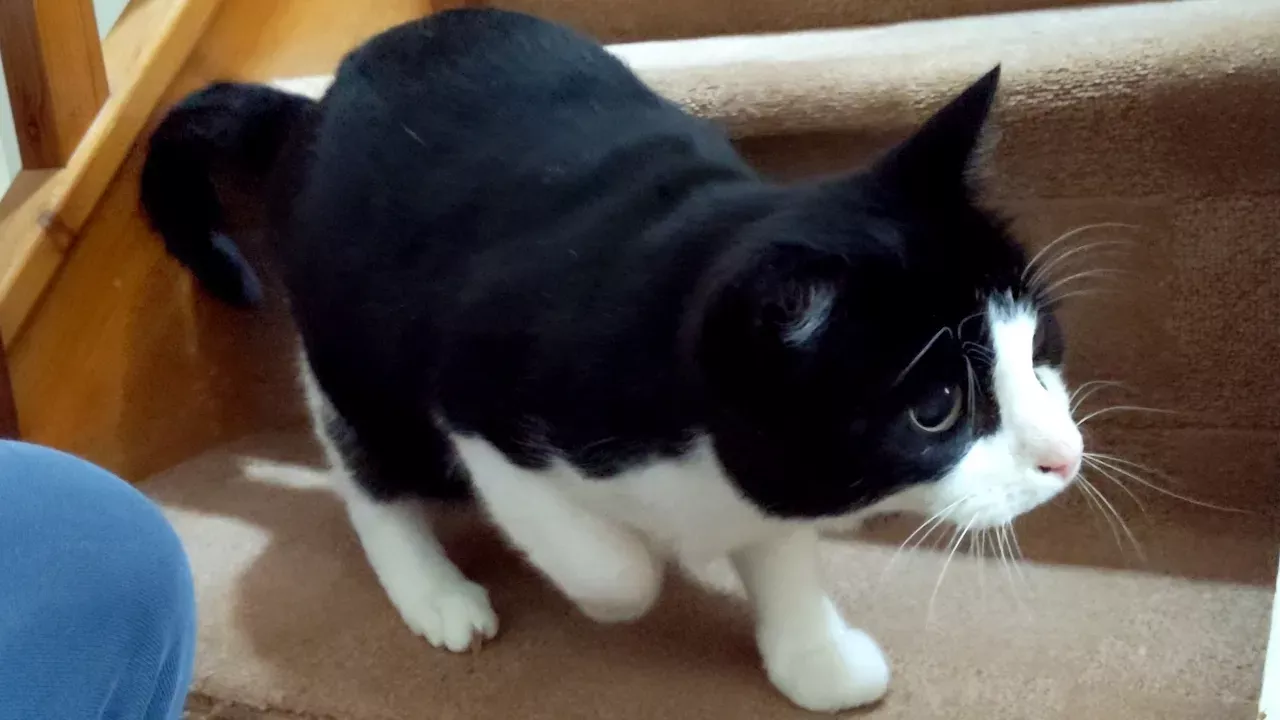 Cat Wiggles Butt Before Pouncing