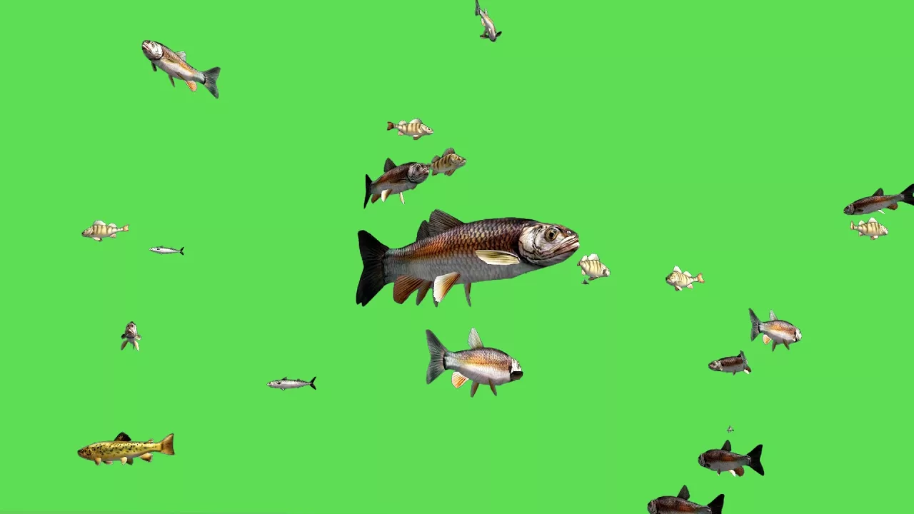Fish Swim Green Screen Video - 3D Animation