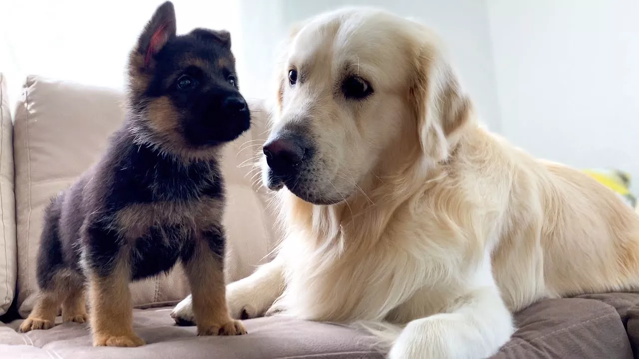 Golden Retriever Meets New German Shepherd Puppy for the First Time!