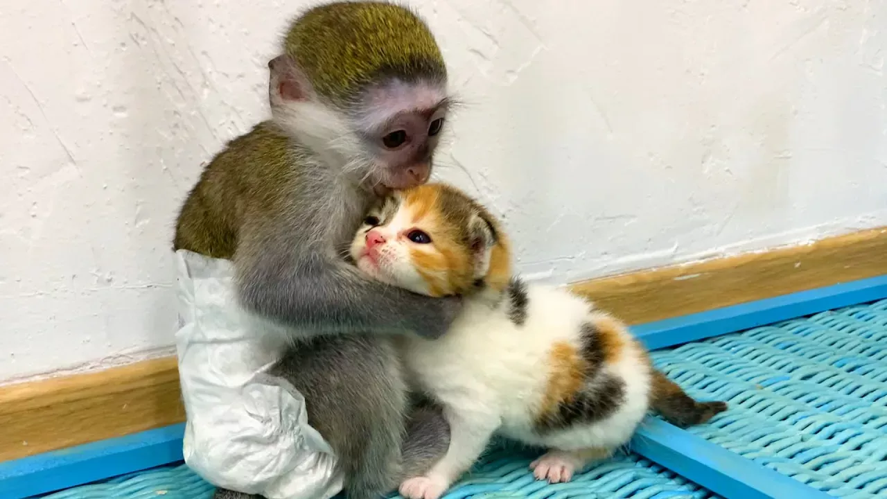 Baby monkey Susie is worried that kitten will be lost without mom cat