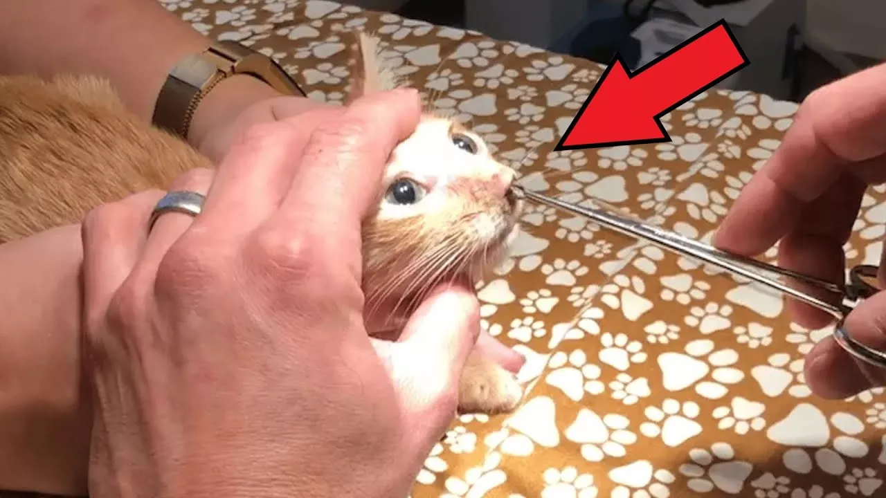 Специалист засунул пинцет котёнку в нос! Такого результата никто не ожидал!