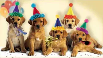 Cute Dogs Bark the "Happy Birthday" Song