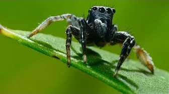 It’s Mate or Die for this Jumping Spider  | Seven Worlds, One Planet | BBC Earth