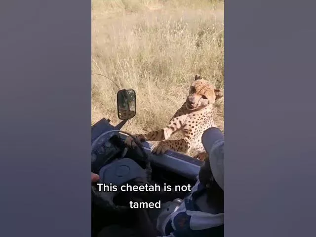 Cheetah gets too close for comfort 🐆😳 #shorts #animals #cheetah #swns