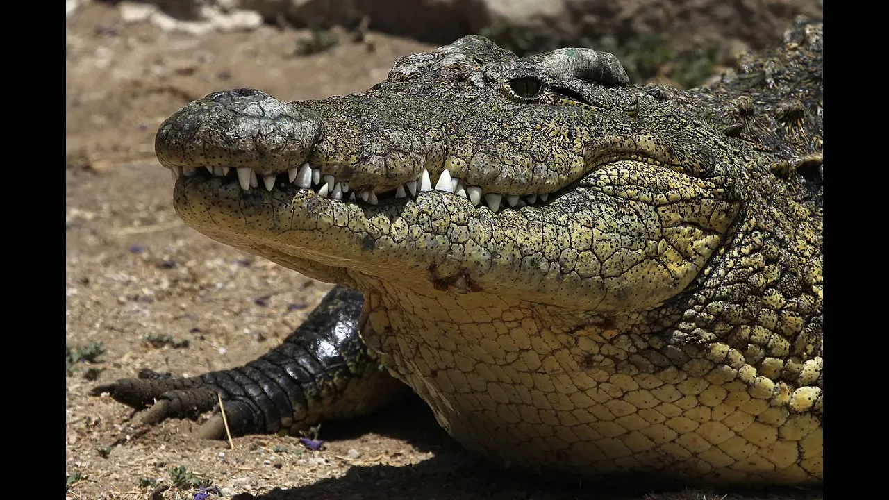 Суперхищники  Крокодил National Geographic