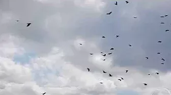 Медленно летящие птицы (Slowly flying birds)