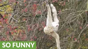 Gibbon shows off crazy tree acrobatics