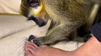 ASMR Monkey Pedicure Oddly Satisfying Strange