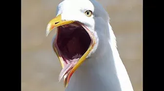 Screaming Seagull (Смешная чайка орет)