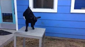 Biscuit the Goat Falls Off Table AGAIN. Fail | Goats on Things