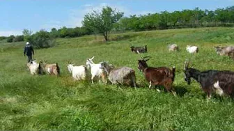Наши козы выходят на выпас. Как кормить козлят. Козлята пасутся вместе с козами с 2-3 месяцев.