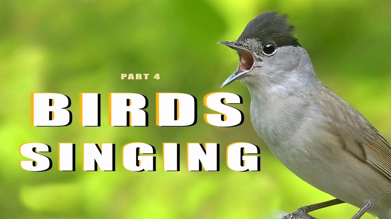 SINGING BIRDS. Part 4/4