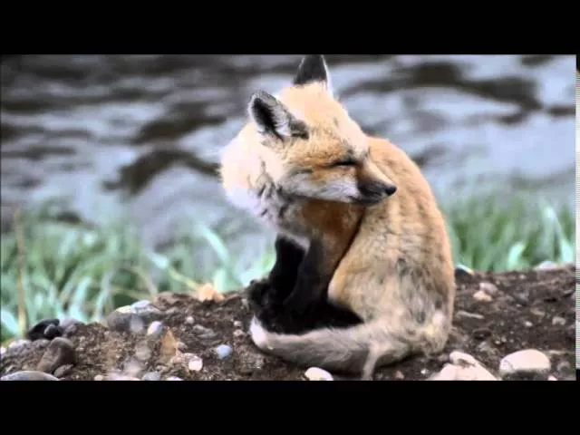 Baby Red Fox Calling!