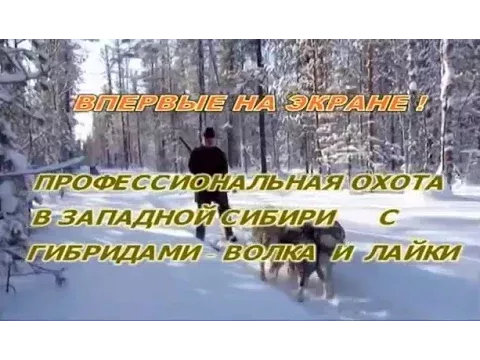 Профессиональная охота в Западной Сибири с гибридом волка и лайки. Казис Буошка.