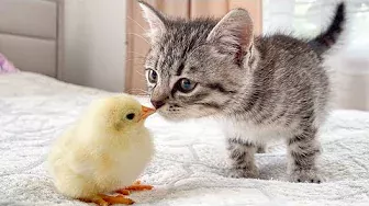 Baby Kitten Meets Chick for the First Time!