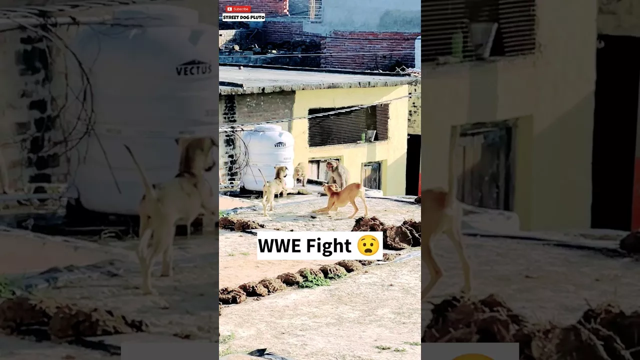 These puppies are WWE superstar 😧 | #93 | #shorts #minivlog #vlog #dog