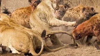 Поле битвы, Хищники Африки (Документальный фильм)