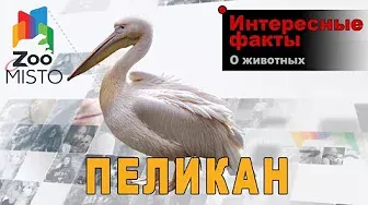 Пеликаны - Интересные факты о роде птиц | Вид птицы пеликаны