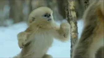 рокселланов ринопитек  -  снежные обезьяны