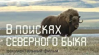 Таймыр. Овцебыки. Якутия. Nature of Russia.