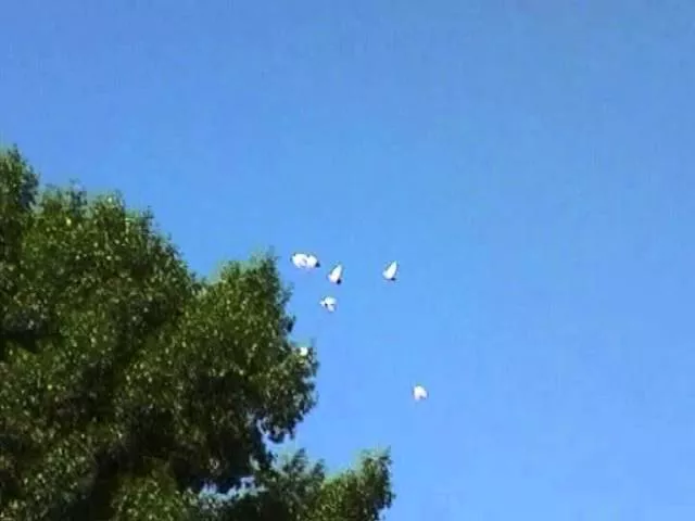 Футаж "Голуби в небе" (стая)_2. Footage "Flying flock pf pideons"