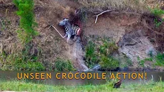 Unseen Crocodile action! Nile Crocodile plunges 10+/- meters into the Sabie River with Zebra kill...