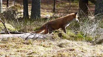 Red fox - surprise encounter in the forest