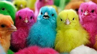 COLOUR CHICKS | colour chicken babys | Hens Chicks playing game | Colour Chick Video | Hen Videos